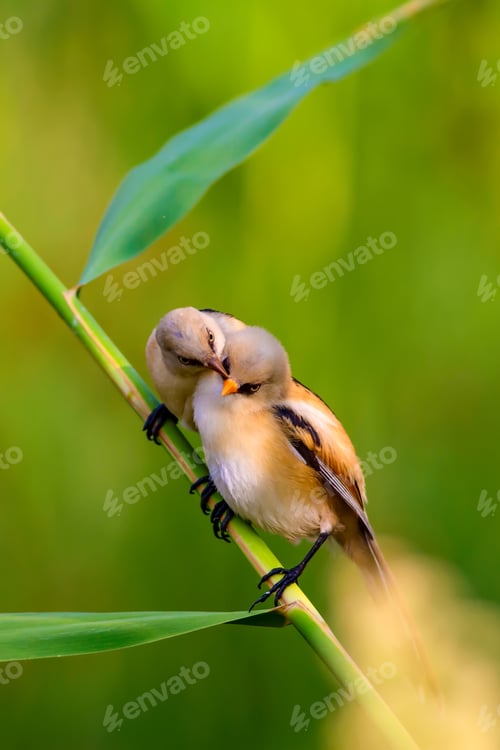 Preview: Cute Birds. Natural Background..