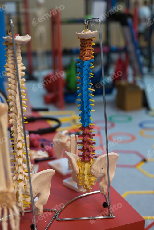 Preview: Medical Plastic Scale Model Of Human Spine With Colorful Signs For Teaching.