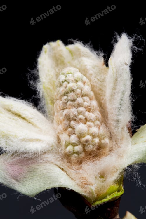 Preview: Chestnut Blossoming Bud Isolated On Black Background With Fine Details
