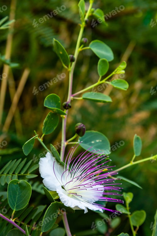 Preview: Close Up On Flowers Of Caper Shrub (Capparis Spinosa). Purple And White Flowers Of Caperous Spiny