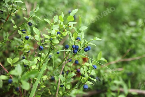 Preview: Summer Forest Berries In Norway. European Blueberry Also Known As Bilberry (Vaccinium Myrtillus).