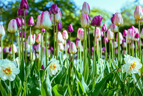 Preview: Beautiful Colorful Tulips In The Garden Or Park On A Sunny Day. The Natural Background.