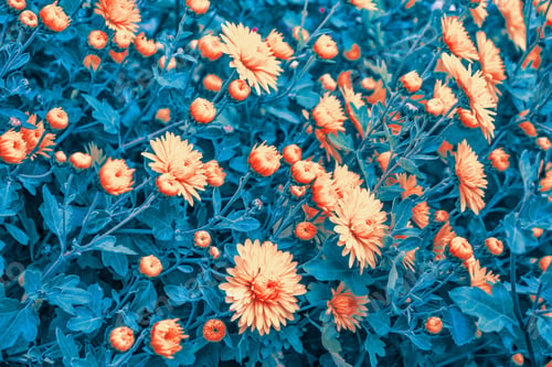 Preview: Blur. Colorful Chrysanthemum Flowers On A Background Of The Autumn Landscape