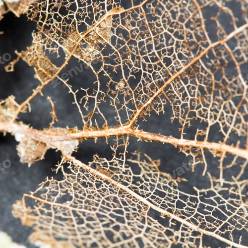 Preview: Texture With Rotten Leaves With Fibers - Filigree Abstract