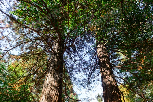 Preview: Sequoia Sempervirens (Coast Redwood) From Below