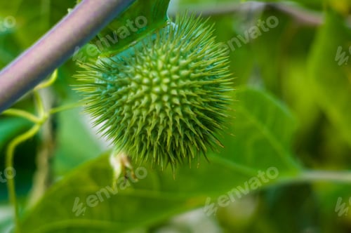 Preview: Devil'S Trumpet, Datura Metel, In The Garden, Close Up.