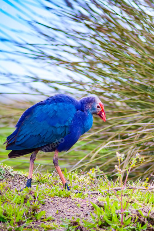 Preview: Blue Bird. Purple Swamphen. Nature Background.