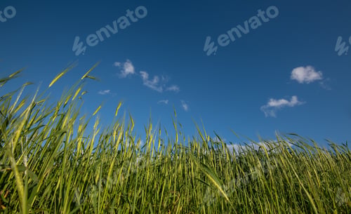 Preview: Wheat Field With Green Cereal Plants Against Blue Sky.