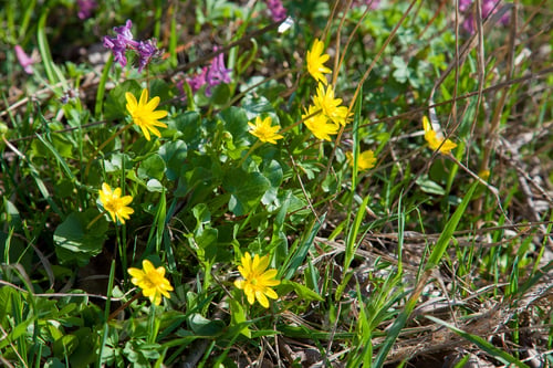 Preview: Close Up View Of Marsh Marigold Known As Caltha Palustris In Yellow Growing On Wet Woodland At