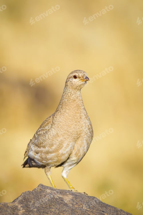 Preview: Partridge. Yellow Nature Background. Bird: See See Partridge. Ammoperdix Griseogularis.