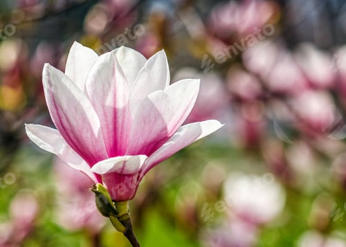 Preview: Beautiful Springtime Closeup Background. Magnolia Flower Blossom In Garden