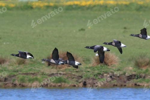 Preview: Brent Goose (Branta Bernicla) Texel Holland