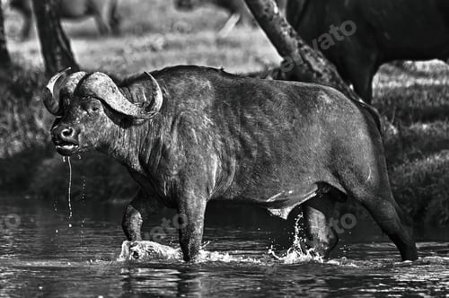 Preview: Vintage Style Black And White Image Of An African Buffalo Crossing A River In The Lake Nakuru