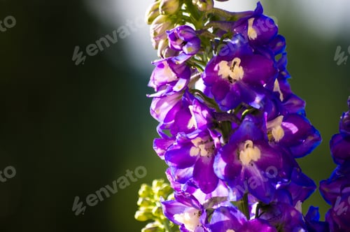 Preview: A Colorful Bouquet Of Bright Spring Flowers Of Various Types, Close-Up