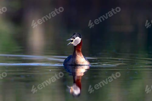 Preview: Swimming Bird. Nature Background. Bird: Red Necked Grebe. Podiceps Grisegena.