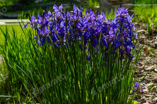 Preview: Iris Sibirica In Spring Garden. Purple Flowers Of Siberian Iris In Natural Background