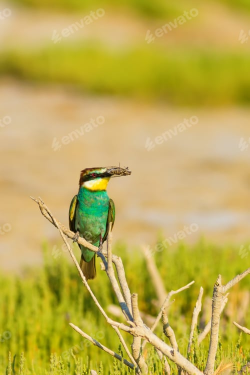 Preview: Colorful Bird. Warm Colors Nature Background.