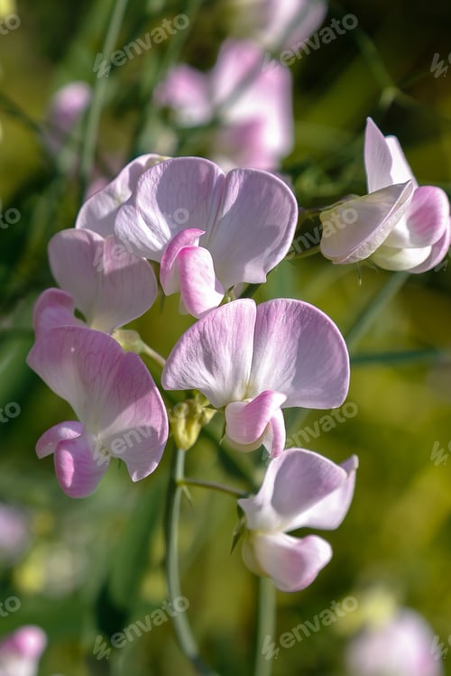 Preview: Sweet Pea Flowers (Lathyrus Odoratus) In Garden.