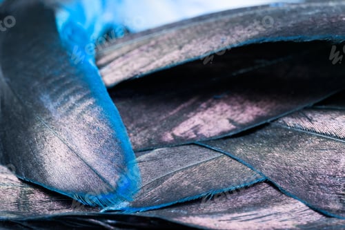 Preview: Colorful Rooster Feather With Details And Reflexions