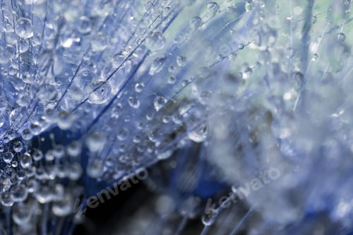 Preview: Dandelion Seeds With Water Drops On Colorful Background