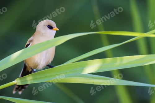 Preview: Little Cute Bird. Natural Habitat. Green Background. Bird: Bearded Reedling. Panurus Biarmicus