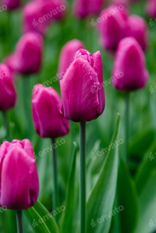 Preview: Purple Flower Of Tulip Sort Purple Prince. Hybrids Of Tulips - A Beautiful Spring Bulbs. Growing