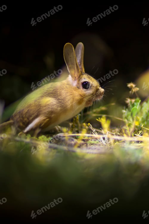 Preview: Cute Animal. Williams Jerboa, Allactaga Williamsi. Green Nature Habitat Background. Kayseri