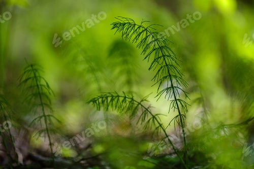 Preview: Green Summer Foliage Abstract Texture With Tree Leaves And Blur Background