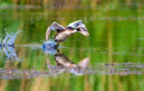 Preview: Running Bird. Great Crested Grebe. Nature Background.