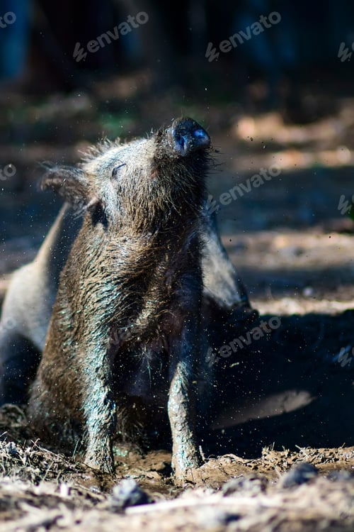 Preview: Wild Boar. Forest Background.