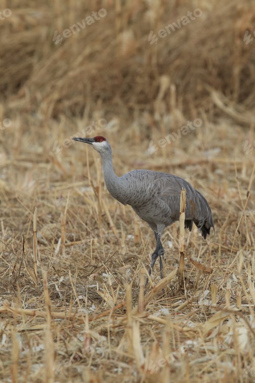 Preview: Sandhill Crane Bosque Del Apache Wildlife Reserve New Mexico Usa