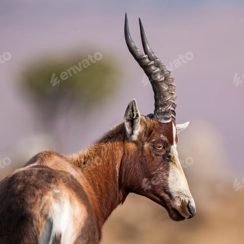 Preview: A Blesbok Antelope (Damaliscus Pygargus) In The Malolotja Nature Reserve, Swaziland