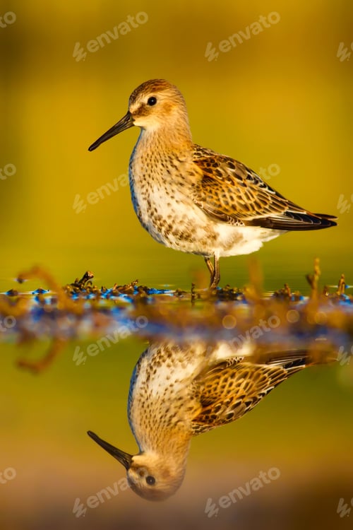 Preview: Cute Bird. Nature Background.