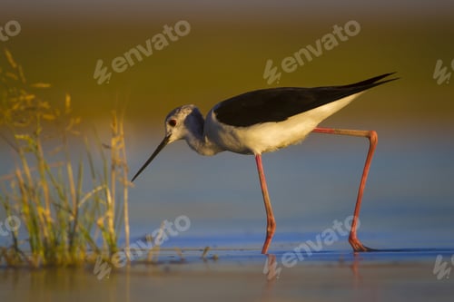 Preview: Water Bird. Colorful Nature Background. Bird: Black Winged Stilt. Himantopus Himantopus.