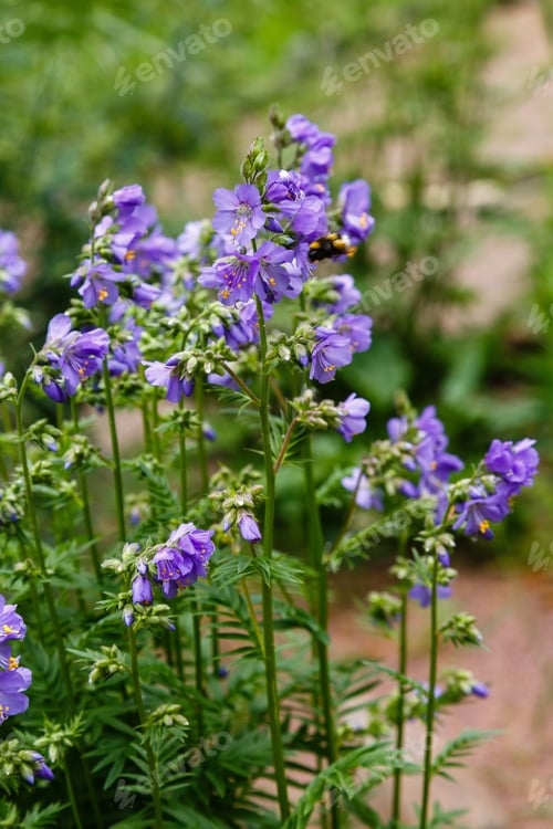 Preview: Polemonium Caeruleum, Known As Jacob'S-Ladder Or Greek Valerian, Is A Hardy Perennial Flowering
