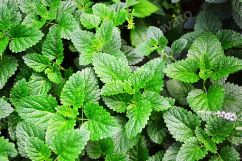 Preview: Herbs
