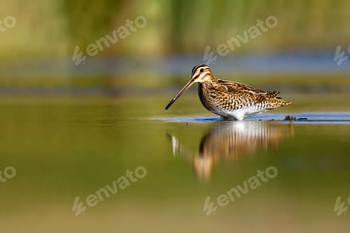 Preview: Nature And Bird. Green Yellow Nature Background. Bird: Common Snipe. Gallinago Gallinago.