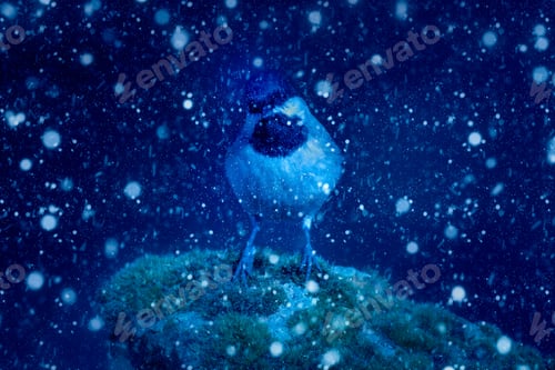 Preview: Winter Season And Animals. Falling Snow. Blue Nature Background. Bird: Sombre Tit .