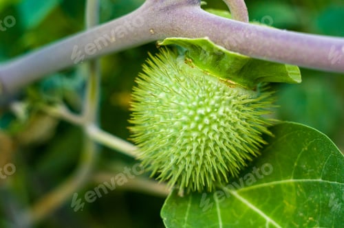 Preview: Devil'S Trumpet, Datura Metel, In The Garden, Close Up.