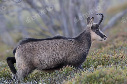 Preview: Chamois (Rupicapra Rupicapra) Vosges Mountains, France