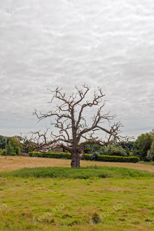 Preview: Craggy Old Tree In A Meadow.