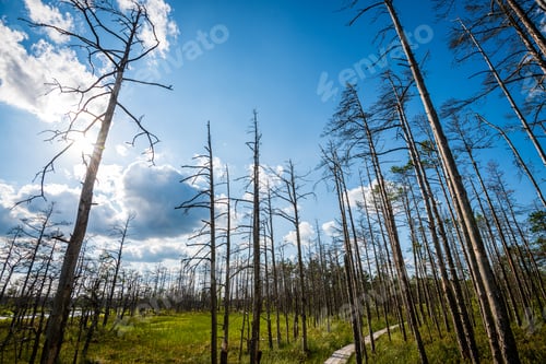 Preview: Tree Branches And Leaves On Blur Background. Abstract Texture In Nature