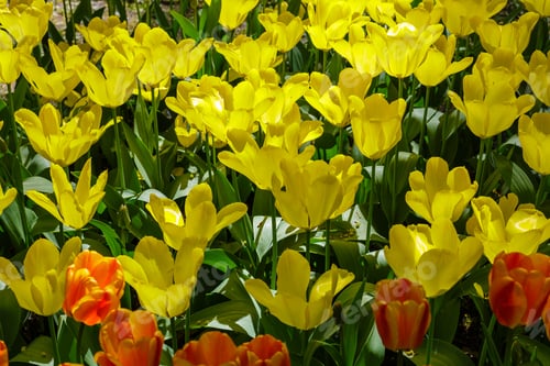 Preview: Spring Blooming Tulip Flowrs Blossom Scene. Tulips In Spring Blooming Garden. Tulip Festival In