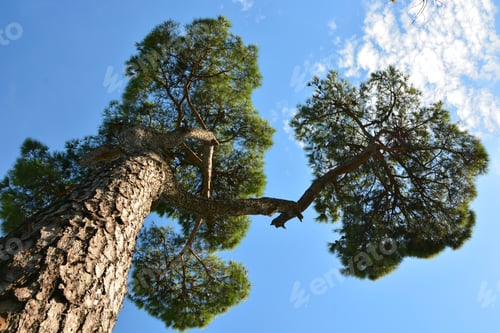 Preview: Italian Stone Pine (Pinus Pinea) From Below