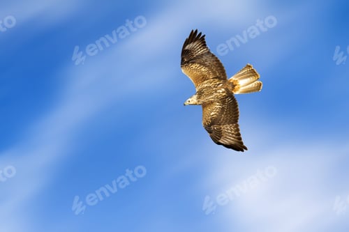 Preview: Bird Of Prey. Isolated Bird. Blue Sky Background. Long Legged Buzzard. Buteo Rufinus.