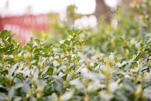 Preview: Buxus Sempervirens Bush - Macro Details With Soft Focus
