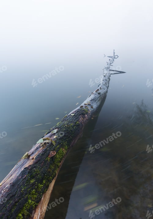 Preview: Abstraction Of Tree Trunk In Water