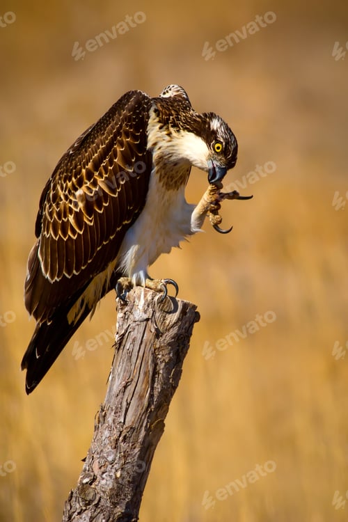 Preview: Osprey. Yellow Nature Background.