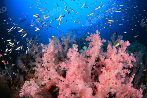 Preview: Red Soft Corals Underwater