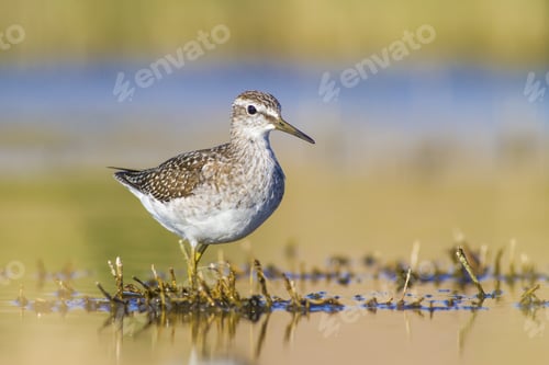 Preview: Cute Water Bird. Wood Sandpiper. Colorful Natural Background. Bird: Wood Sandpiper. Tringa Glareola.